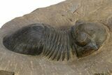 Paralejurus Trilobite Fossil - Atchana, Morocco #312796-1